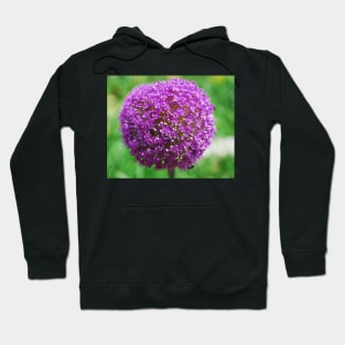 Allium Giganteum Hoodie